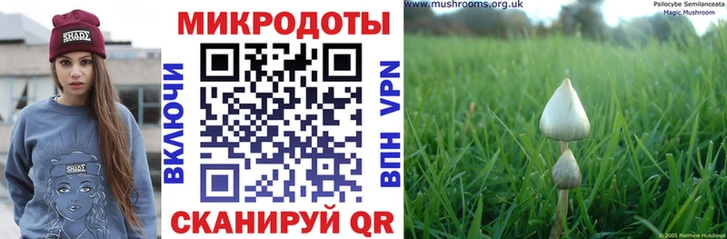 Псилоцибиновые грибы Psilocybe Ефремов